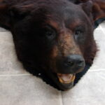 Preowned Real Black Bear Rug Taxidermy Hide Red Tint Pelt Fur Red Black Felt Open Mouth - Image 2