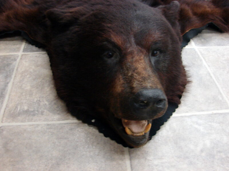 Preowned Real Black Bear Rug Taxidermy Hide Red Tint Pelt Fur Red Black Felt Open Mouth, Moose-R-Us.Com Log Cabin Decor