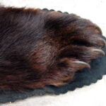 Preowned Real Black Bear Rug Taxidermy Hide Red Tint Pelt Fur Red Black Felt Open Mouth - Image 3