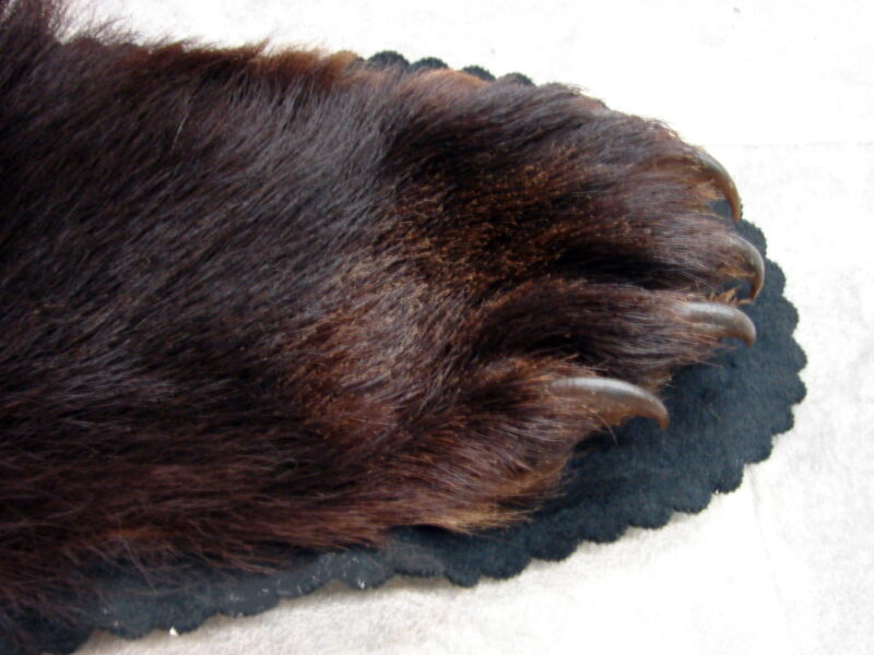 Preowned Real Black Bear Rug Taxidermy Hide Red Tint Pelt Fur Red Black Felt Open Mouth, Moose-R-Us.Com Log Cabin Decor