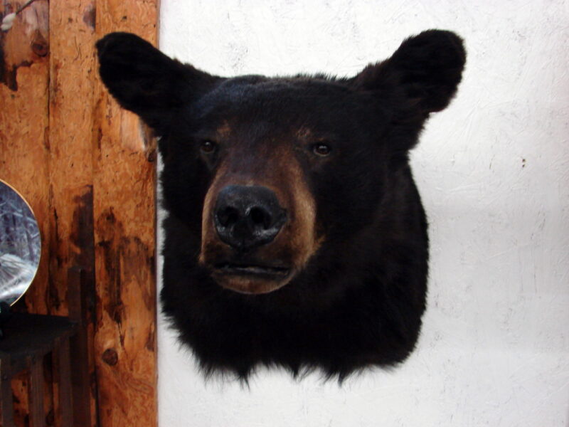Preowned Real Black Bear Shoulder Mount Taxidermy Wall Hanger, Moose-R-Us.Com Log Cabin Decor