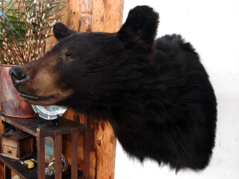 Preowned Real Black Bear Shoulder Mount Taxidermy Wall Hanger, Moose-R-Us.Com Log Cabin Decor
