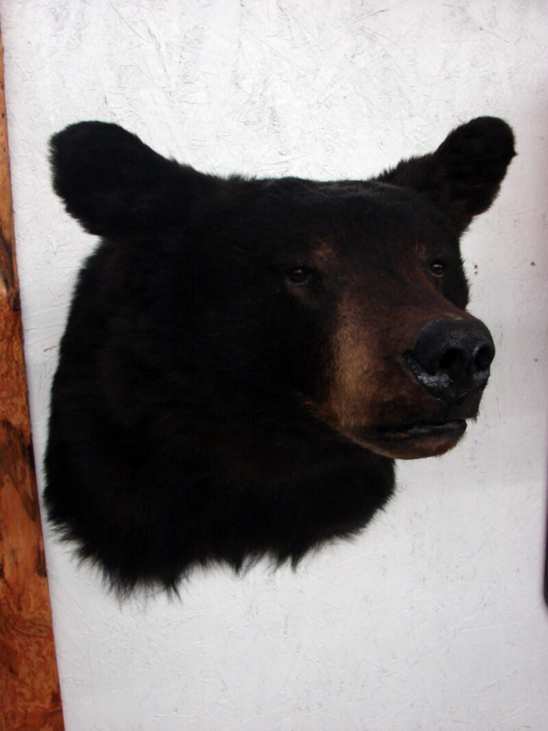 Preowned Real Black Bear Shoulder Mount Taxidermy Wall Hanger, Moose-R-Us.Com Log Cabin Decor