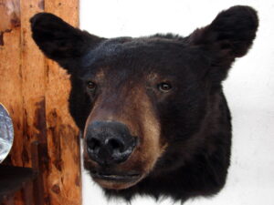 Preowned Real Black Bear Shoulder Mount Taxidermy Wall Hanger