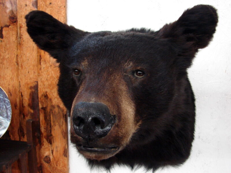 Preowned Real Black Bear Shoulder Mount Taxidermy Wall Hanger, Moose-R-Us.Com Log Cabin Decor