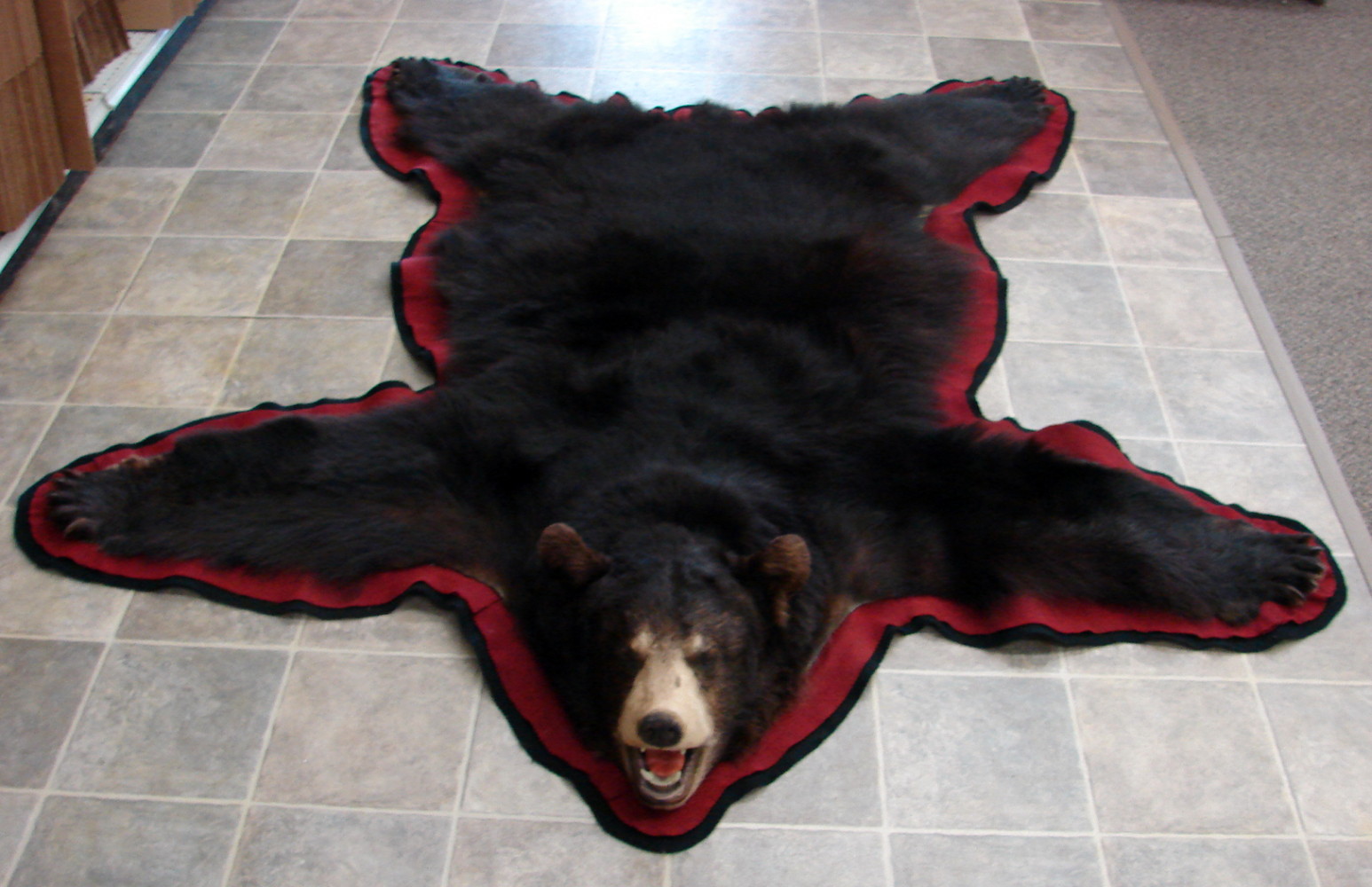 Preowned Real Black Bear Rug Taxidermy Hide Pelt Fur Huge Ears Red Black Felt - Image 2
