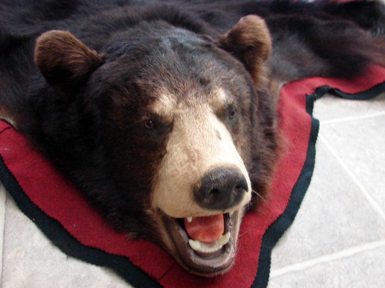 Preowned Real Black Bear Rug Taxidermy Hide Pelt Fur Huge Ears Red Black Felt