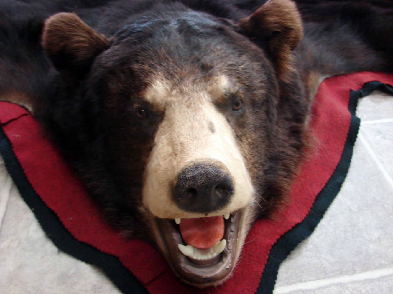 Preowned Real Black Bear Rug Taxidermy Hide Pelt Fur Huge Ears Red Black Felt - Image 4