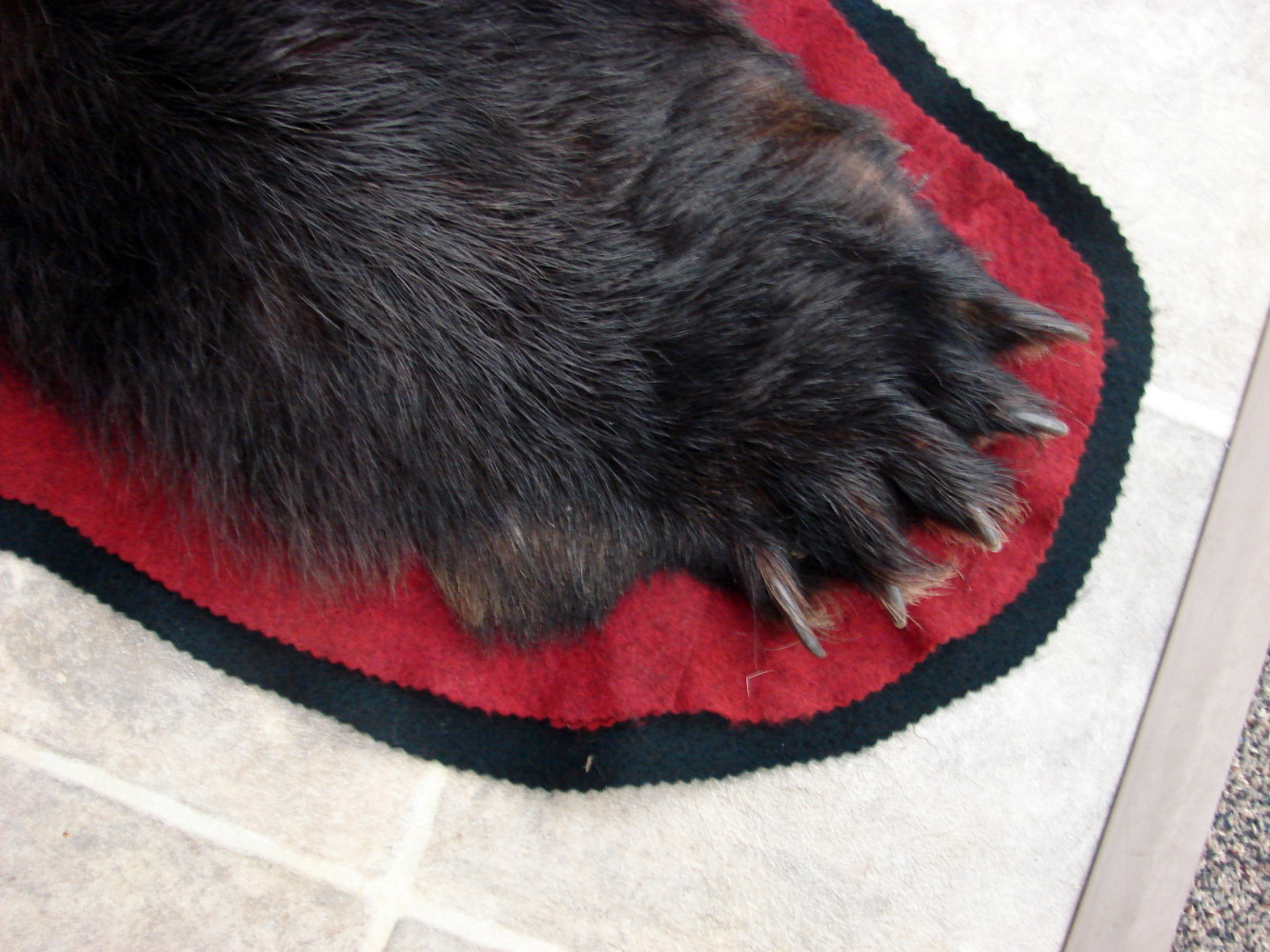 Preowned Real Black Bear Rug Taxidermy Hide Pelt Fur Huge Ears Red Black Felt - Image 5