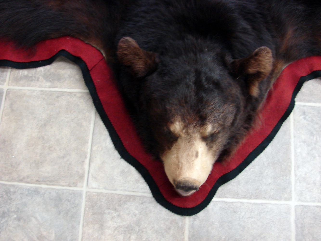Preowned Real Black Bear Rug Taxidermy Hide Pelt Fur Huge Ears Red Black Felt - Image 3