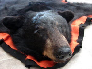 Real Black Bear Fur Tanned Taxidermy Hide Pelt Throw 68 x 64 Craft Blanket, Moose-R-Us.Com Antiques Collectibles Log Cabin Decor