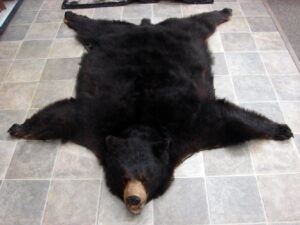 Real Black Bear Fur Tanned Taxidermy Hide Pelt Throw 68 x 64 Craft Blanket, Moose-R-Us.Com Antiques Collectibles Log Cabin Decor