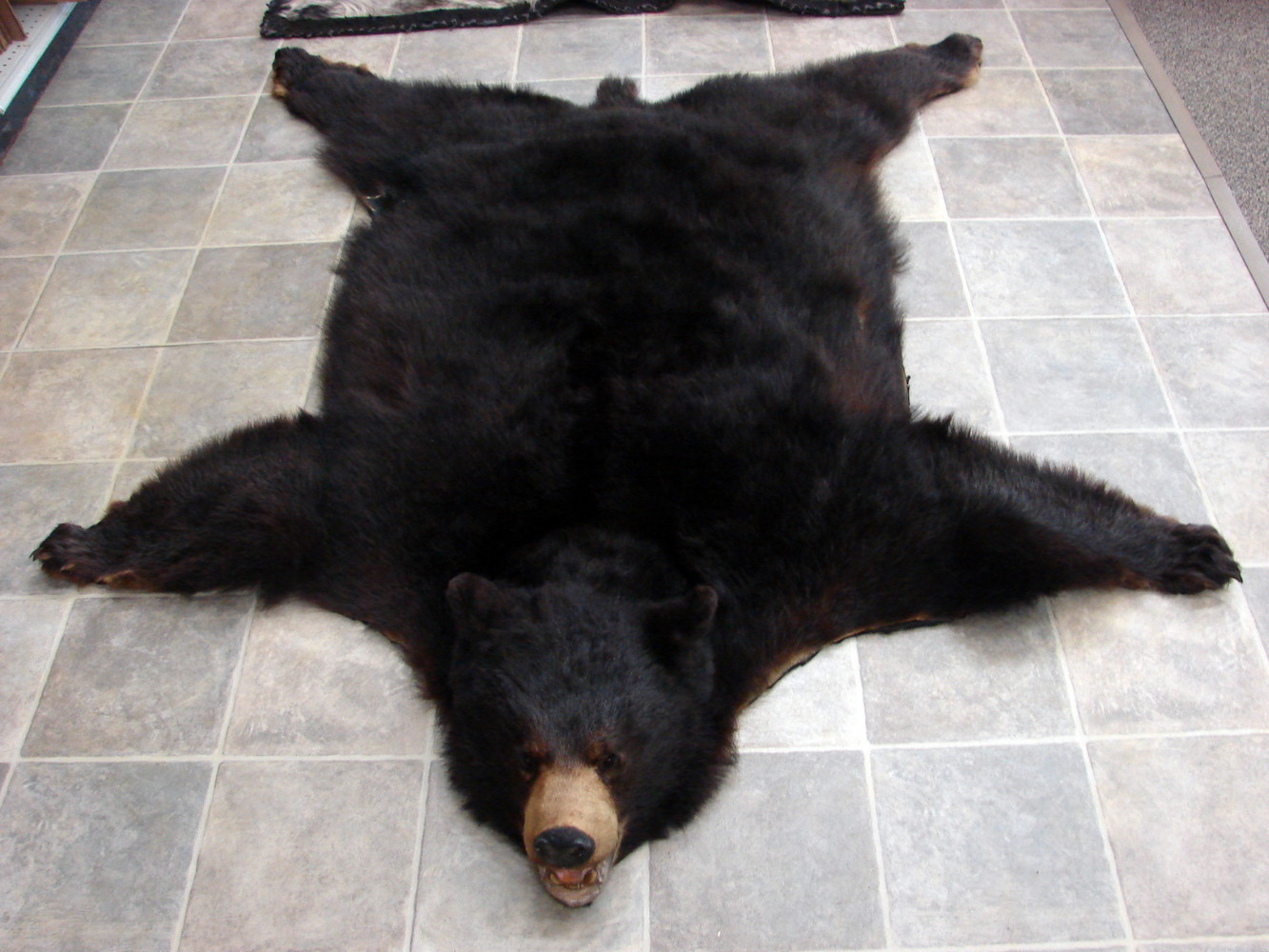 Preowned Craft Grade Real Black Bear Hide Pelt Fur w/ Claws