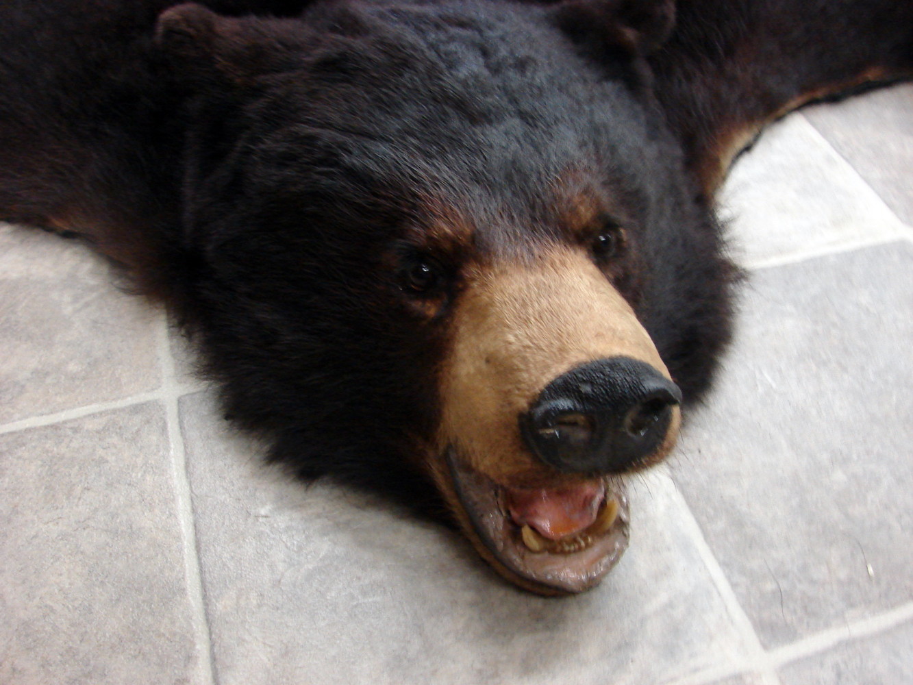 Preowned Craft Grade Real Black Bear Hide Pelt Fur w/ Claws - Image 2