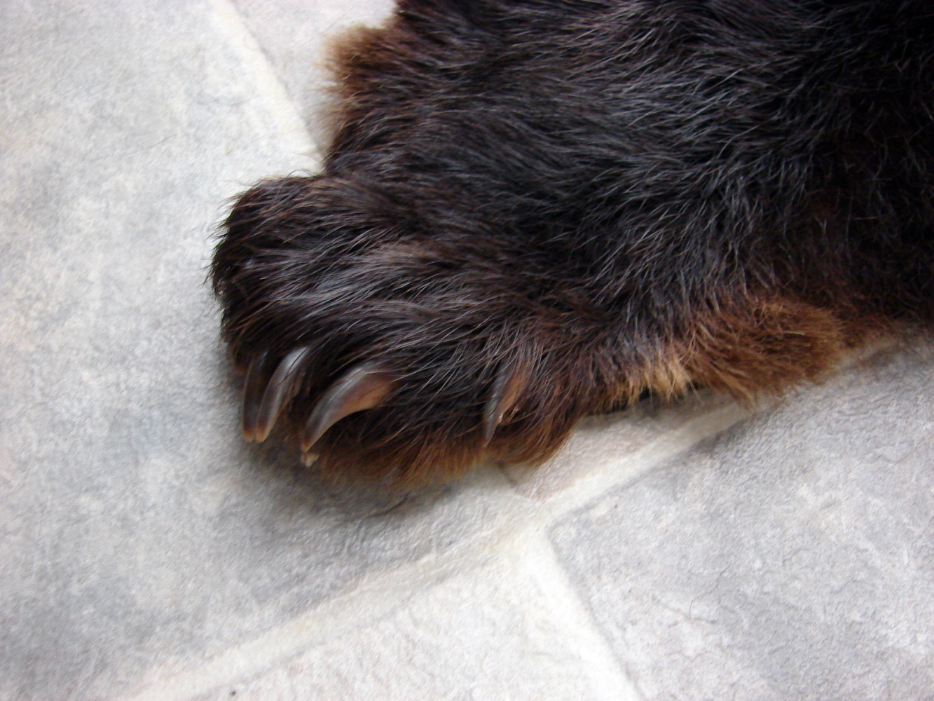 Preowned Craft Grade Real Black Bear Hide Pelt Fur w/ Claws - Image 3