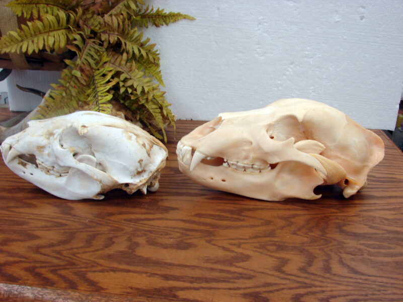 Real Alaska Kodiak Brown Grizzly Bear Skull w/ Tag For Sale, Moose-R-Us.Com Antiques Collectibles Log Cabin Decor