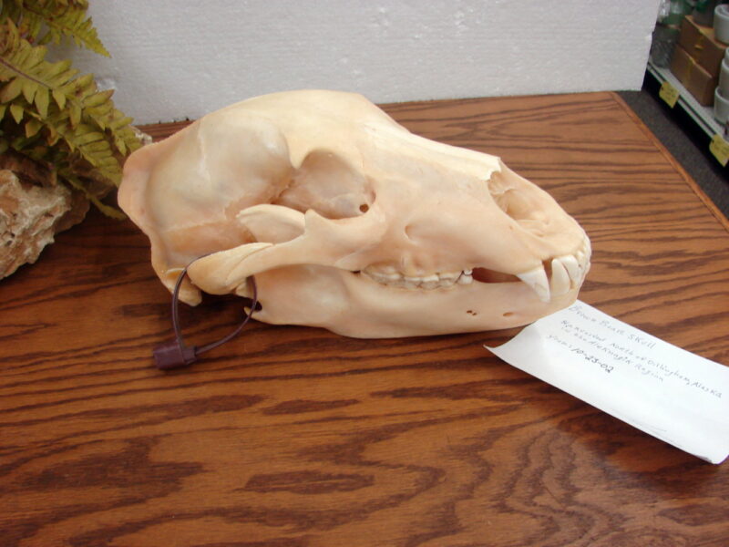 Real Alaska Kodiak Brown Grizzly Bear Skull w/ Tag For Sale, Moose-R-Us.Com Antiques Collectibles Log Cabin Decor