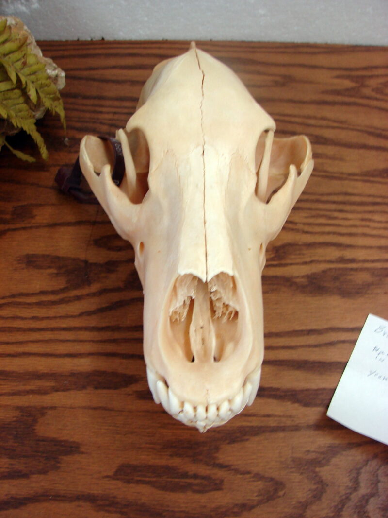 Real Alaska Kodiak Brown Grizzly Bear Skull w/ Tag For Sale, Moose-R-Us.Com Antiques Collectibles Log Cabin Decor