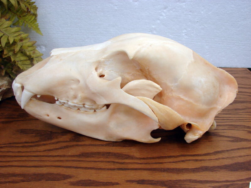 Real Alaska Kodiak Brown Grizzly Bear Skull w/ Tag For Sale, Moose-R-Us.Com Antiques Collectibles Log Cabin Decor