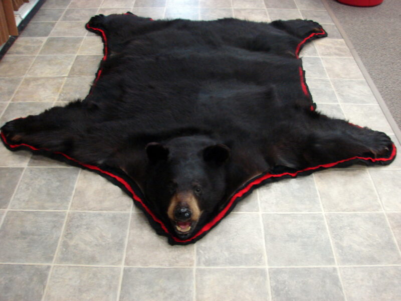 Preowned Real Black Bear Rug Taxidermy Shiny Hide Pelt Fur 6 Foot Red Black Felt - Image 2
