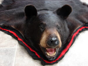 Real Black Bear Fur Tanned Taxidermy Hide Pelt Throw 68 x 64 Craft Blanket, Moose-R-Us.Com Antiques Collectibles Log Cabin Decor