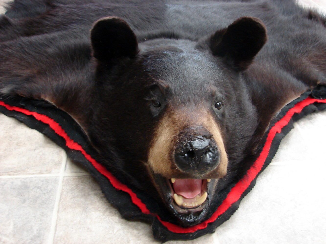 Preowned Real Black Bear Rug Taxidermy Shiny Hide Pelt Fur 6 Foot Red Black Felt