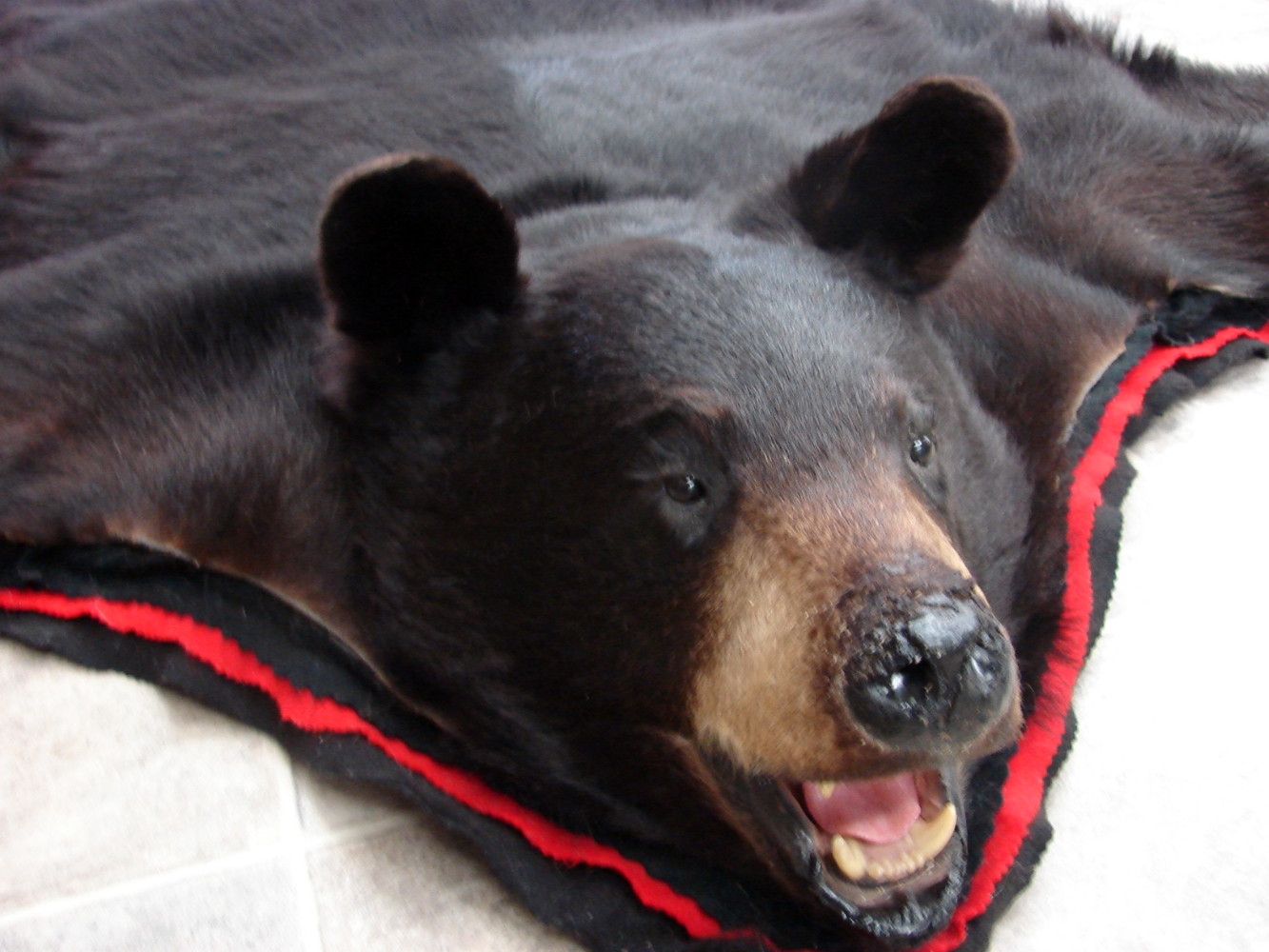 Preowned Real Black Bear Rug Taxidermy Shiny Hide Pelt Fur 6 Foot Red Black Felt - Image 5
