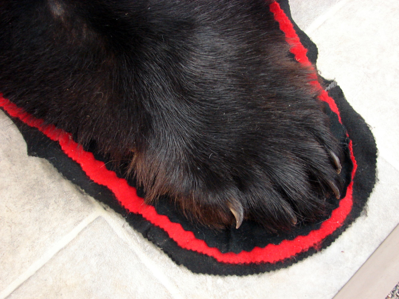 Preowned Real Black Bear Rug Taxidermy Shiny Hide Pelt Fur 6 Foot Red Black Felt - Image 4