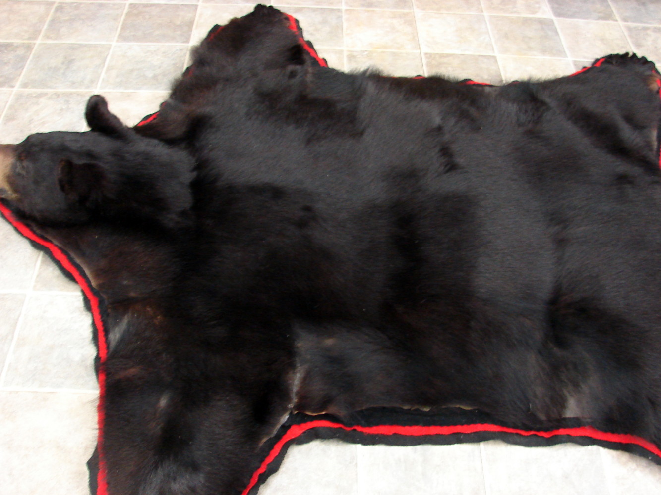 Preowned Real Black Bear Rug Taxidermy Shiny Hide Pelt Fur 6 Foot Red Black Felt - Image 3