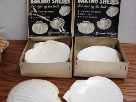 Set/8 Real Seashell Clam Shell Epicure Gourmet Japan Eat off Shell