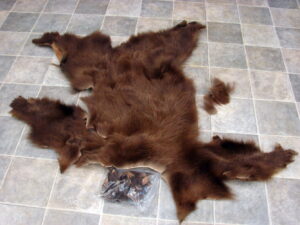 Real Black Bear Fur Tanned Taxidermy Hide Pelt Throw 68 x 64 Craft Blanket, Moose-R-Us.Com Antiques Collectibles Log Cabin Decor