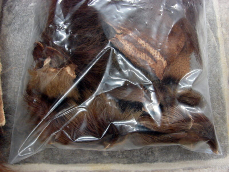 Vintage Real Black Bear Craft Fur Hide Cinnamon Phase Taxidermy Pelt, Moose-R-Us.Com Antiques Collectibles Log Cabin Decor