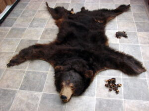Vintage Real Black Bear Craft Fur Taxidermy Hide Pelt