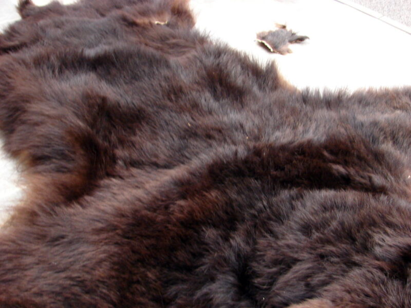 Vintage Real Black Bear Craft Fur Taxidermy Hide Pelt, Moose-R-Us.Com Antiques Collectibles Log Cabin Decor