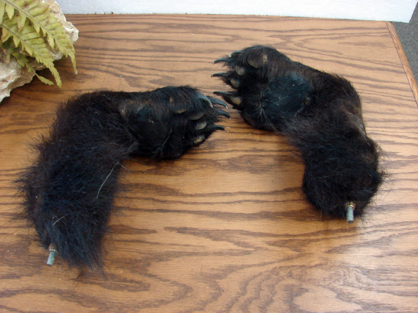 Set/2 Real Taxidermy Tanned Black Bear Paw Feet Hooks Coat Gun Rack