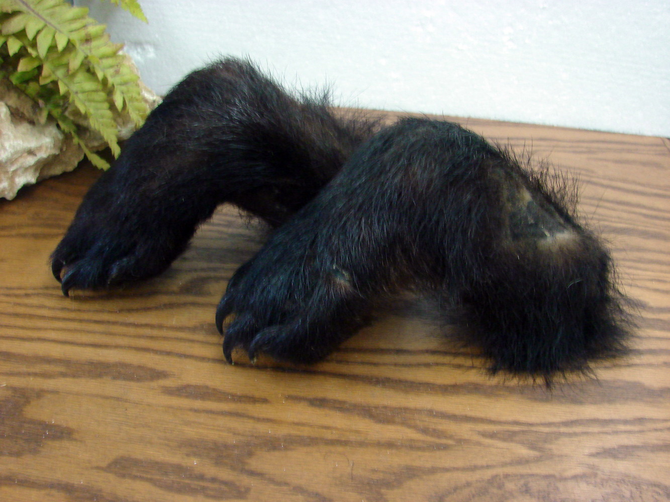 Set/2 Real Taxidermy Tanned Black Bear Paw Feet Hooks Coat Gun Rack - Image 2
