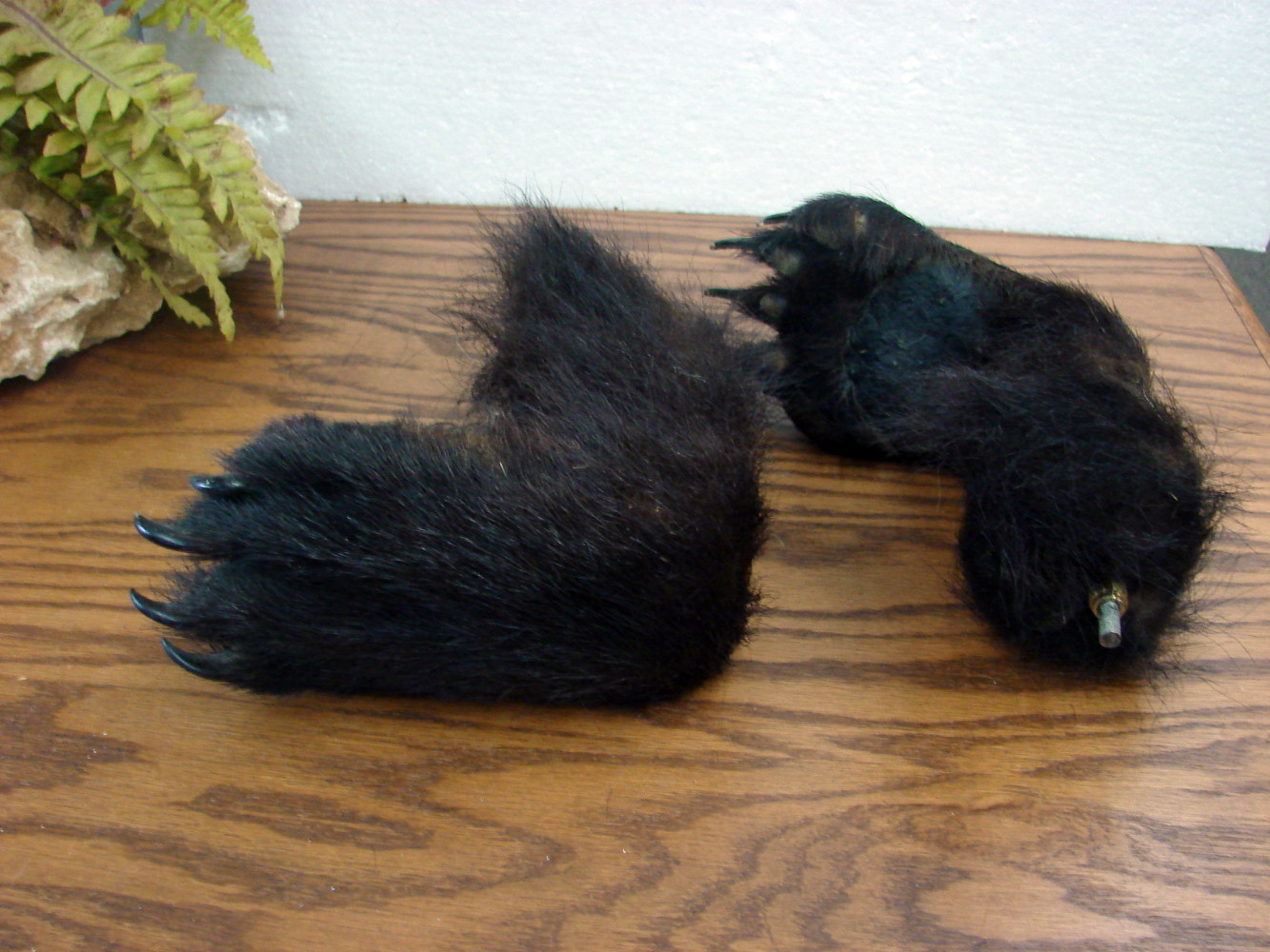 Set/2 Real Taxidermy Tanned Black Bear Paw Feet Hooks Coat Gun Rack - Image 3