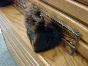 Native American Shield Kit Coyote Tails Coyote Face, Moose-R-Us.Com Antiques Collectibles Log Cabin Decor