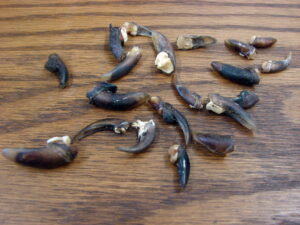 Native American Shield Kit Coyote Tails Coyote Face, Moose-R-Us.Com Antiques Collectibles Log Cabin Decor