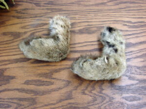 Native American Shield Kit Coyote Tails Coyote Face, Moose-R-Us.Com Antiques Collectibles Log Cabin Decor