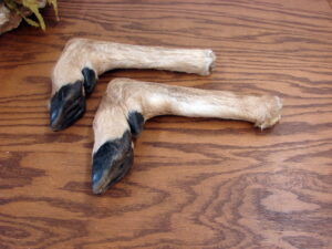 Native American Shield Kit Coyote Tails Coyote Face, Moose-R-Us.Com Antiques Collectibles Log Cabin Decor