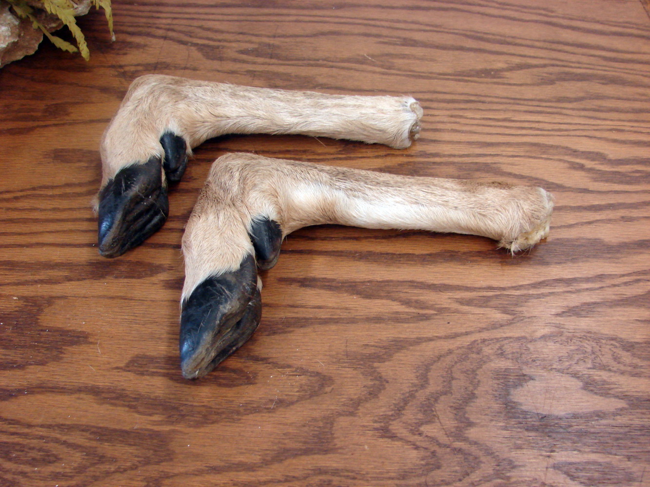 Set/2 Real Taxidermy Tanned Deer Hoof Legs Coat Gun Towel Rack