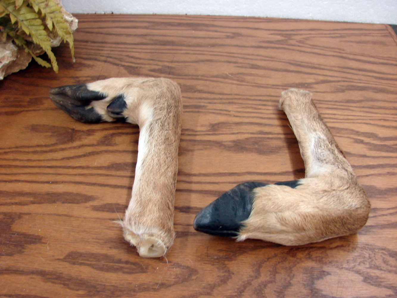 Set/2 Real Taxidermy Tanned Deer Hoof Legs Coat Gun Towel Rack - Image 2