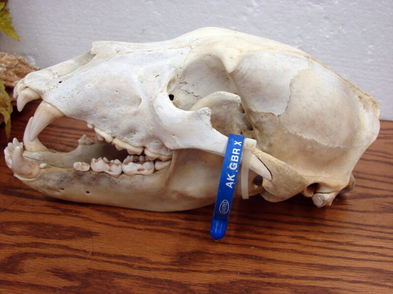 Real Alaska Grizzly Bear Skull w/ Tag For Sale, Moose-R-Us.Com Antiques Collectibles Log Cabin Decor