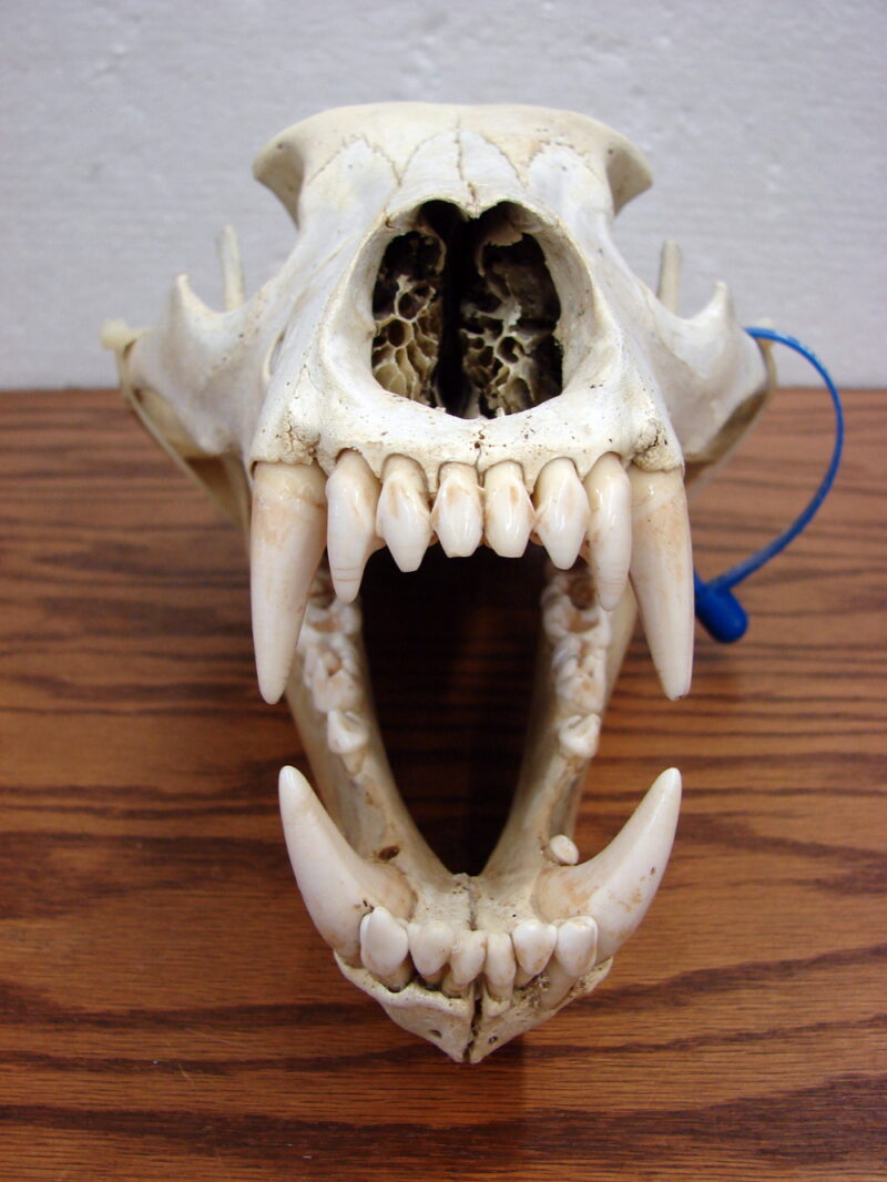 Real Alaska Grizzly Bear Skull w/ Tag For Sale, Moose-R-Us.Com Antiques Collectibles Log Cabin Decor