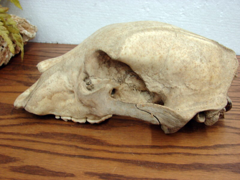 Forest Find Real Black Bear Skull For Sale No Bottom Jaw, Moose-R-Us.Com Antiques Collectibles Log Cabin Decor