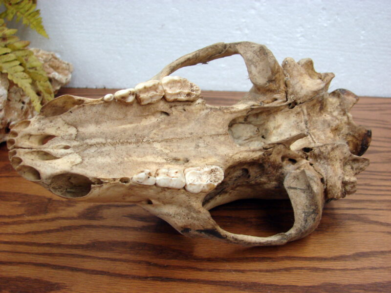 Forest Find Real Black Bear Skull For Sale No Bottom Jaw, Moose-R-Us.Com Antiques Collectibles Log Cabin Decor