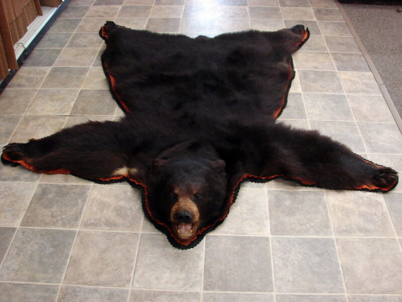 Preowned Real Black Bear Rug Taxidermy Hide Pelt Fur Orange Black Felt, Moose-R-Us.Com Antiques Collectibles Log Cabin Decor