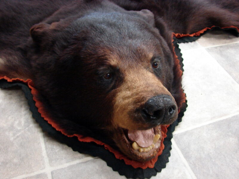 Preowned Real Black Bear Rug Taxidermy Hide Pelt Fur Orange Black Felt, Moose-R-Us.Com Antiques Collectibles Log Cabin Decor