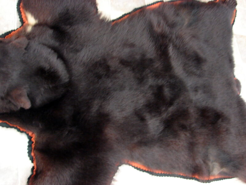 Preowned Real Black Bear Rug Taxidermy Hide Pelt Fur Orange Black Felt, Moose-R-Us.Com Antiques Collectibles Log Cabin Decor